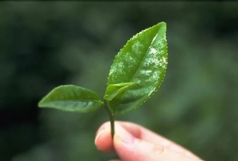 遠紅外(wai)加熱技術在茶葉加工中的(de)應用(yong)